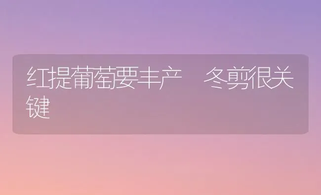 红提葡萄要丰产 冬剪很关键 | 瓜果种植
