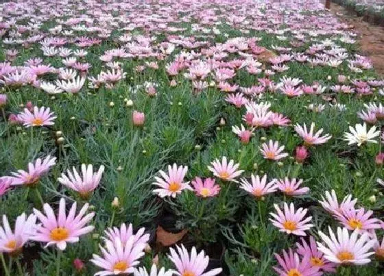 植物百科|玛格丽特花是多年生吗