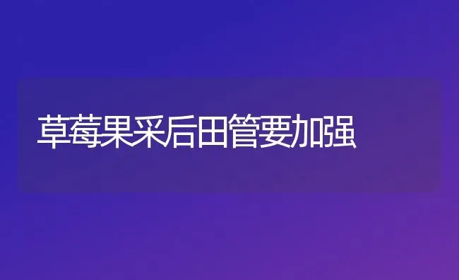 草莓果采后田管要加强 | 瓜果种植