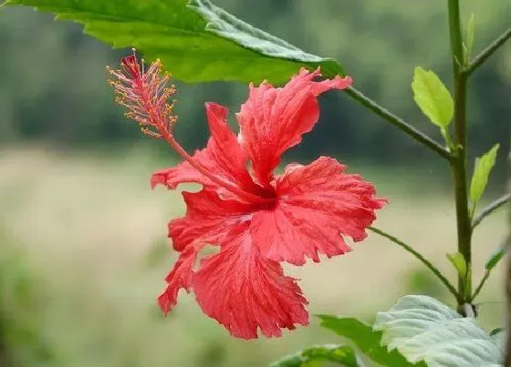 花卉百科|斐济的国花是什么花