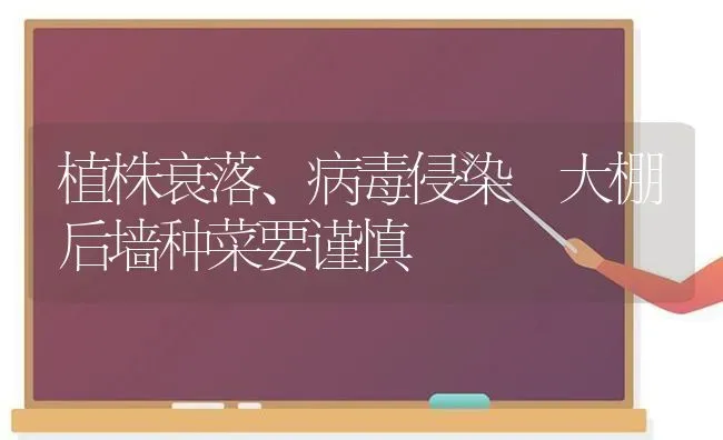 植株衰落、病毒侵染 大棚后墙种菜要谨慎 | 蔬菜种植