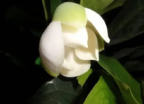 植物百科|和合欢花很像的花