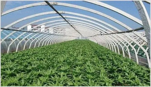 寒露时节，如何打理好大棚蔬菜？ | 种植技术