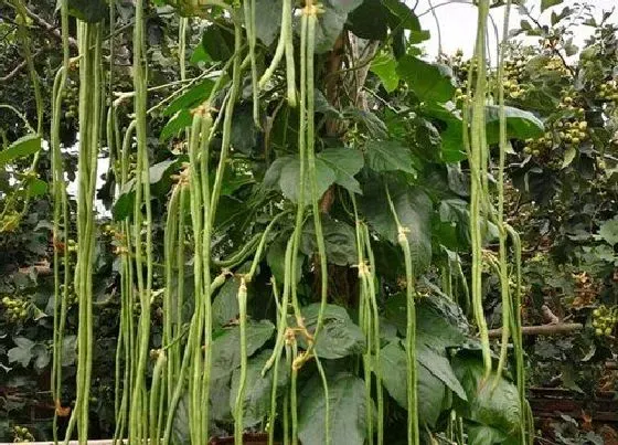 花期|豇豆花期几天 开花到结果需要多久时间