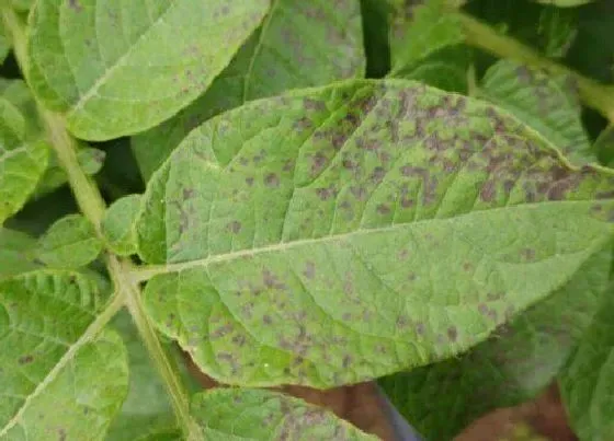 植物病害|马铃薯炭疽病的发病原因及治疗方法