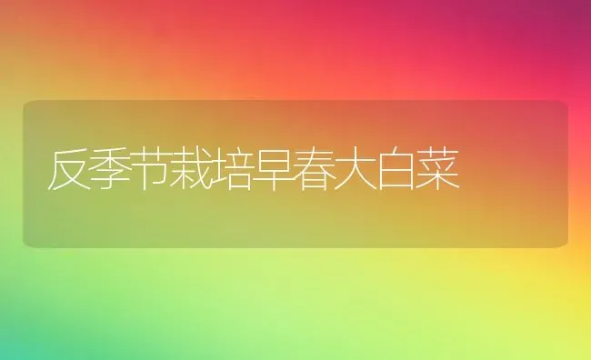 反季节栽培早春大白菜 | 蔬菜种植