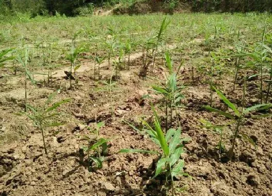 种植管理|生姜啥时候种植最好，南方鲜姜在几月份时间栽培最佳）