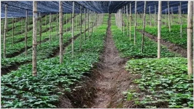 田七种植注意事项 | 种植资料