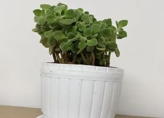 种植方法|碰碰香怎么种植 栽种时间和方法