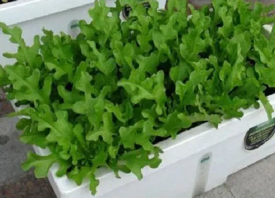 植物育苗|荠菜几天出苗 播种到发芽出苗时间
