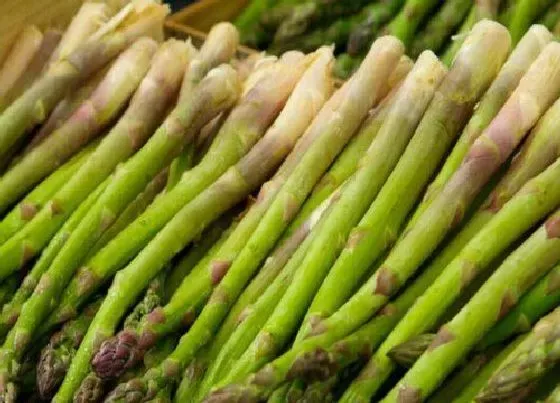 食用须知|芦笋头上的花能吃吗 芦笋上面的花苞怎么处理可以吃