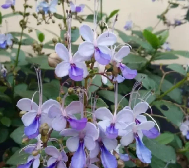 植物百科|小众又浪漫的花名（漂亮小众的花卉种类名称及图片）