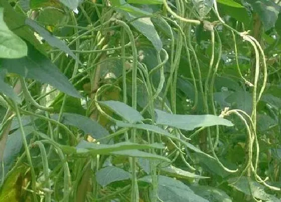 花期|豇豆花期几天 开花到结果需要多久时间