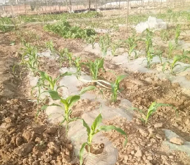 种植管理|种植玉米为什么要覆膜，地膜覆盖栽培玉米能提高产量技术）