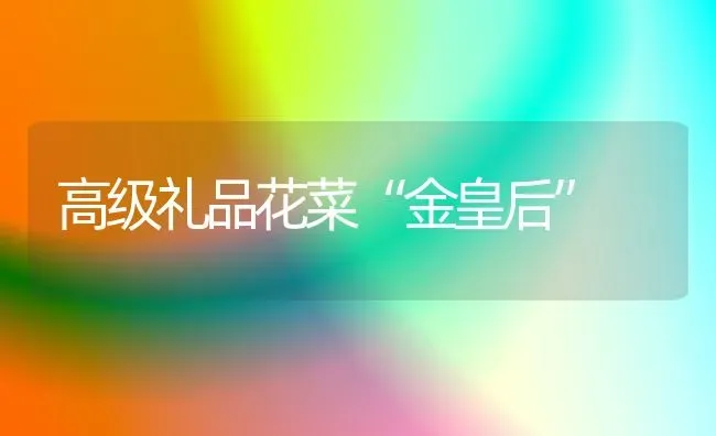 高级礼品花菜“金皇后” | 蔬菜种植