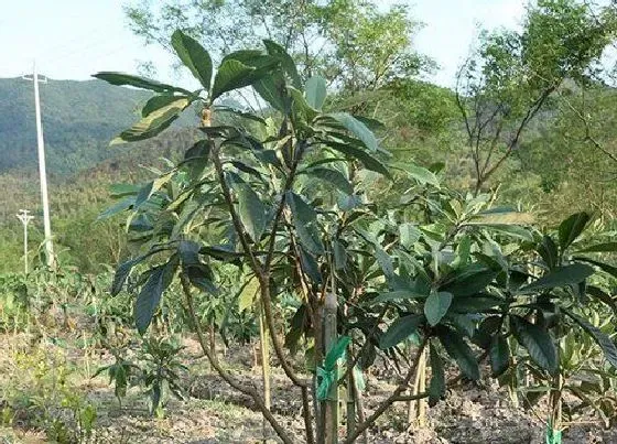 植物种类|枇杷是树还是草 属于木本植物