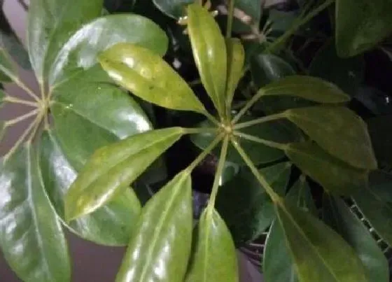 植物百科|植物叶子发黄是什么原因 绿植黄叶怎么处理