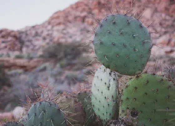 绿植|沙漠适合种什么植物