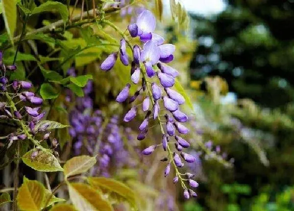 养殖方法|紫藤怎么养才能开花