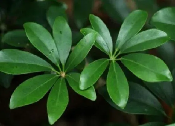 植物百科|跟发财树长的很像的树