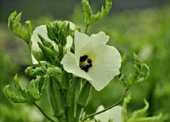 植物百科|秋葵开花吗 开花什么样子