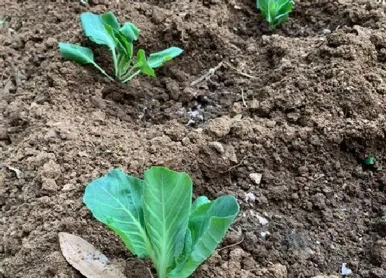 植物播种|包菜什么时候播种合适