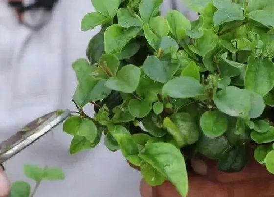 植物修剪|大叶女贞怎么修剪方法