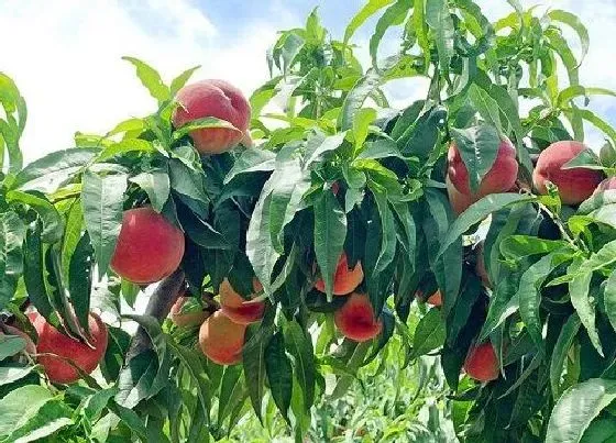 植物修剪|桃树夏天可以剪枝吗 什么时候修剪枝最好