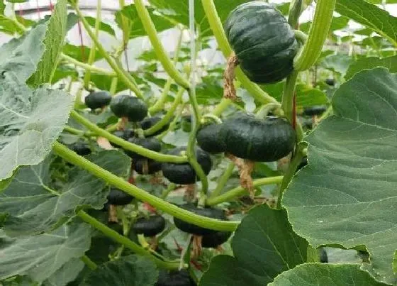 种植管理|怎么样让南瓜秧多结南瓜，南瓜秧怎么管理结结果多）