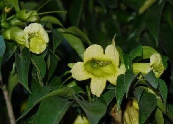 植物浇水|菜豆树多久浇一次水