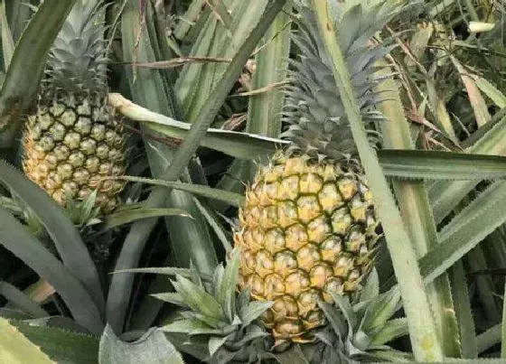 植物百科|波萝生长在什么地方