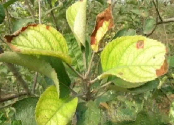 植物病害|青瓜黄叶病的原因及治疗处理方法