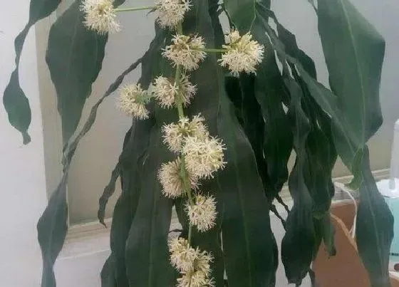 植物百科|龙血树会开花吗 开花的颜色与样子