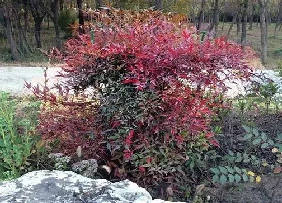 植物百科|南天竹属于什么植物类型