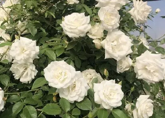 开花时间|蔷薇什么时候开花 一年能开几次