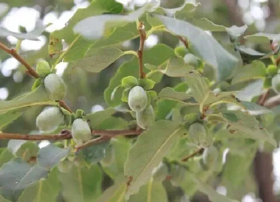 种植管理|君迁子树几年结果实
