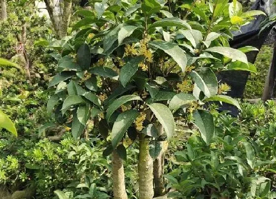 植物百科|桂花树的繁殖方法和注意事项