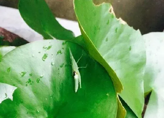 植物虫害|花叶子长虫子怎么办