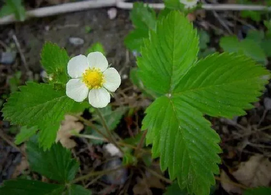 生长环境|草莓开花温度多少度