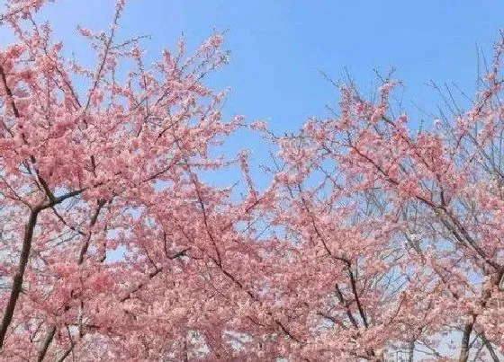 植物百科|和合欢花很像的花