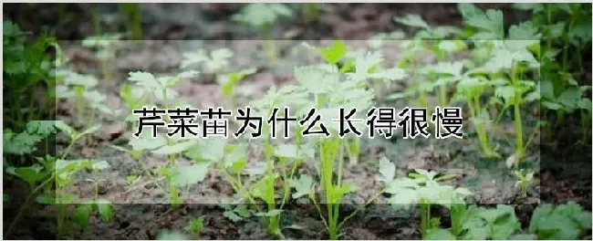 芹菜苗为什么长得很慢 | 养殖技术