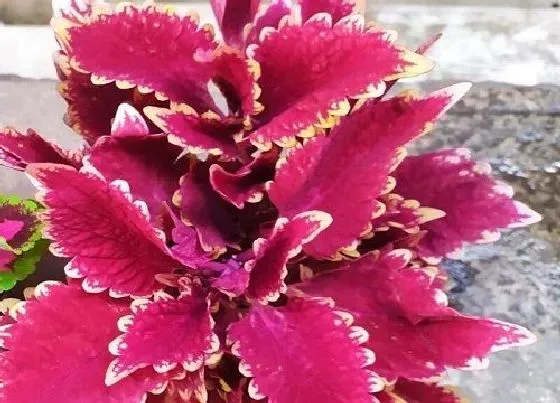 植物百科|彩叶草是一年生还是多年生