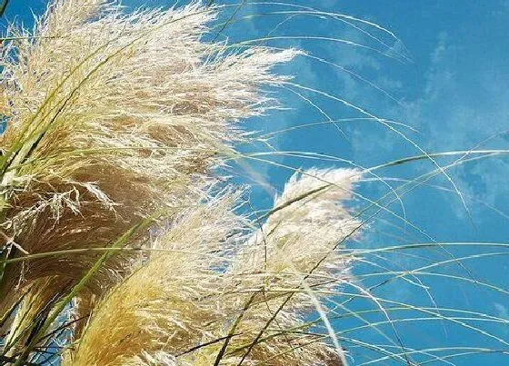 植物种类|芦苇是草本植物吗