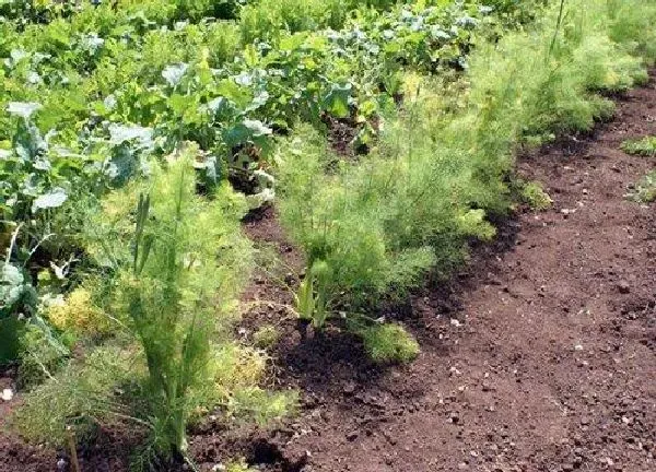 植物移栽|茴香苗可以移栽吗