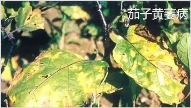 茄子萎焉原因及防治措施 | 农业科普