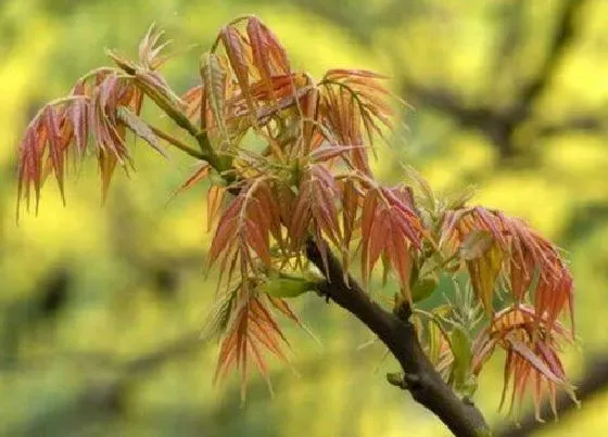 果实成熟|香椿芽什么时候上市 几月份上市