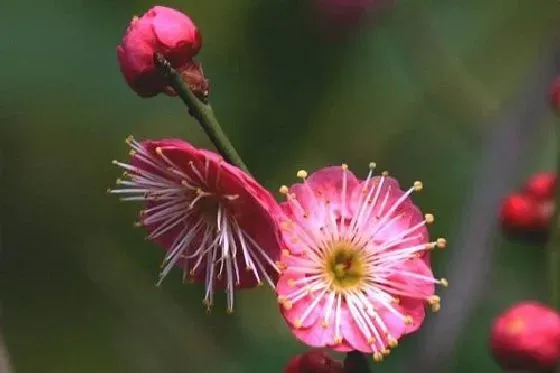 植物香味|梅花有香味吗 香味是什么味道的