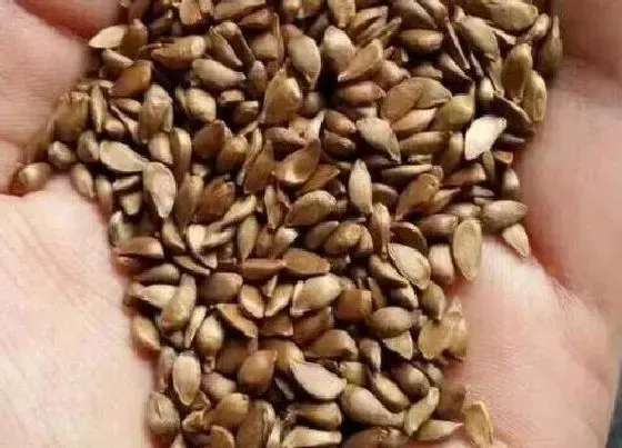 植物百科|海棠花有种子吗