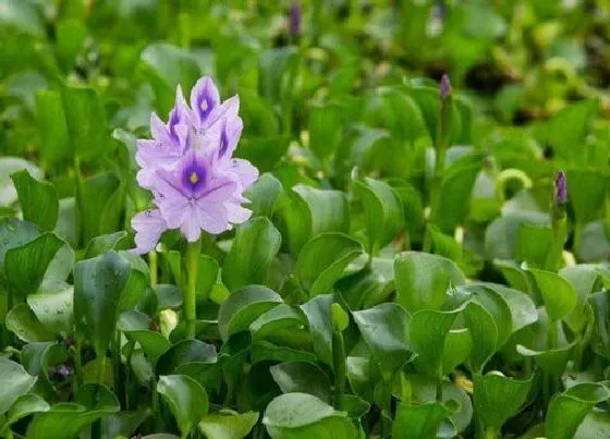 植物百科|水葫芦长在什么地方