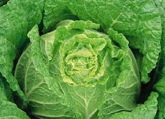 植物排行|大白菜品种排名 口感最好吃的大白菜品种